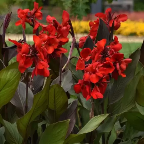 Canna Cherry Red