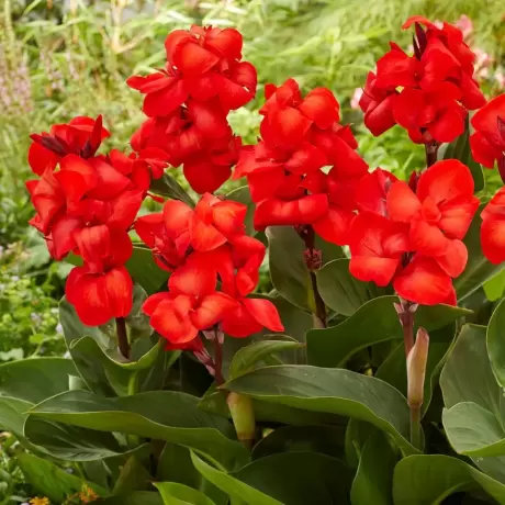 Canna Happy Carmen