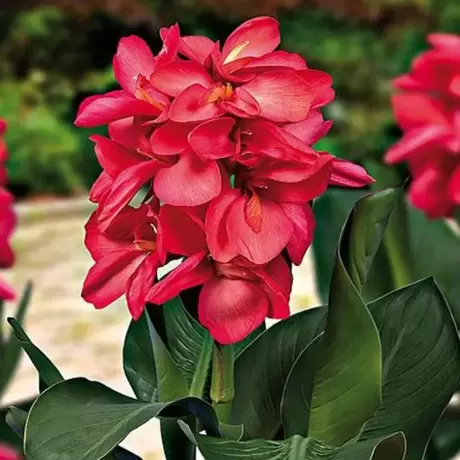Canna Happy Isabel