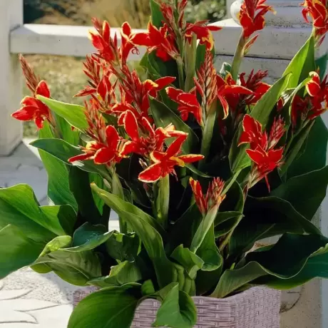 Canna Indica - Lucifer la Ghiveci