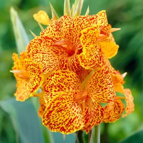 Canna Picasso