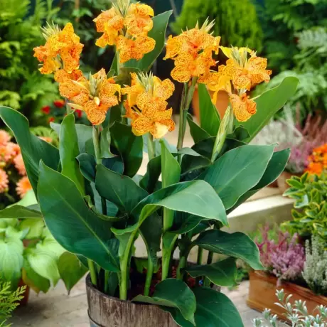 Canna Indica - Picasso la Ghiveci