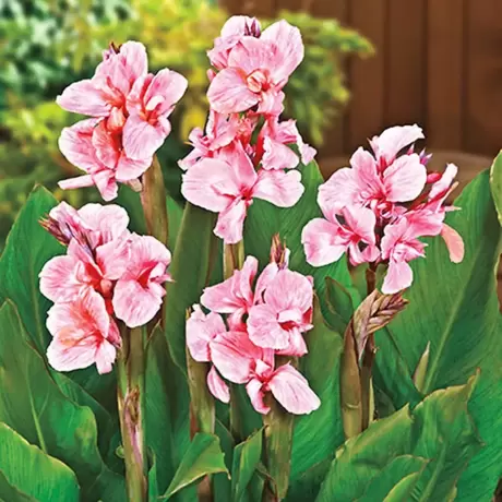 Canna Pink President