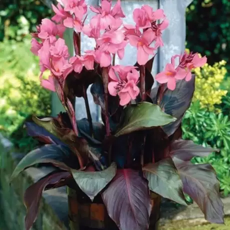 Canna Indica - Roz la Ghiveci