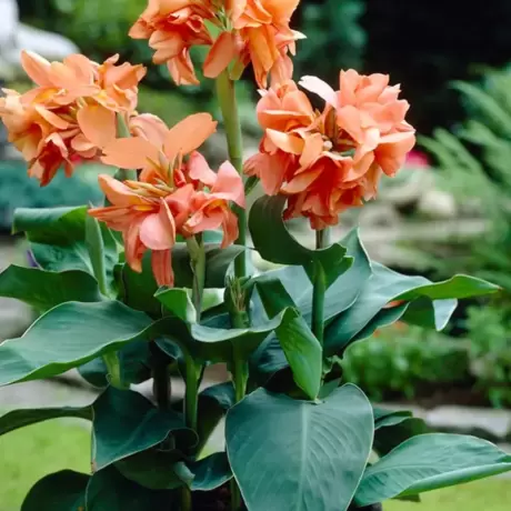 Canna Indica - Tropical Sunrise la Ghiveci