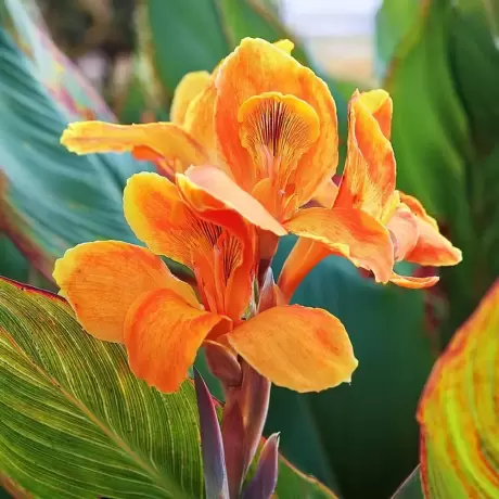 Canna Watermelon