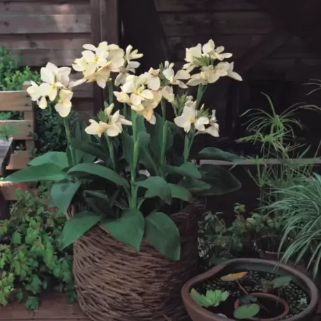Canna Indica - Alba la Ghiveci