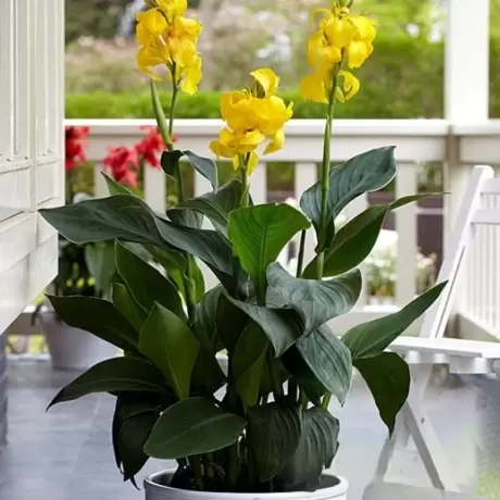 Canna Indica - Galbena la Ghiveci