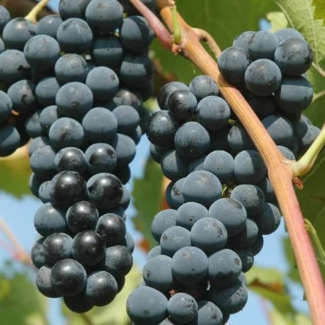 Vita de Vie Capsunica Neagra, la ghiveci