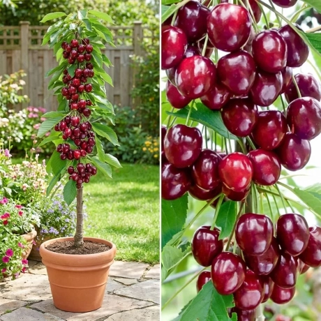 Pom Fructifer - Cires Columnar Caroline la Ghiveci