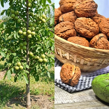 Pom fructifer - Nuc Carpatica Columnar