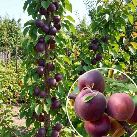 Pom Fructifer - Cais columnar Black Velvet - Anul 4 cu Radacina Nuda