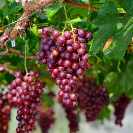 Vita de vie Kalina Red la Ghiveci