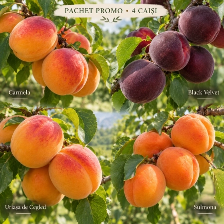 Pachet Promo - 4 Caisi Premium