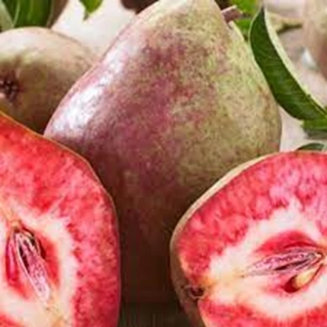 Pom Frucrifer - Păr Busuioace Cu Miez Rosu