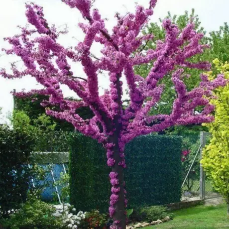 Cercis - Copacul lui Iuda la Ghiveci