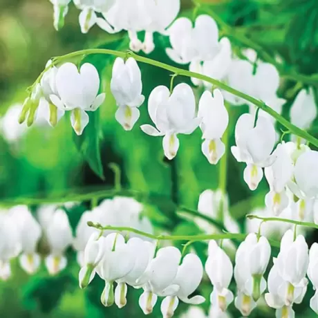Cerceii doamnei Alba (Dicentra)