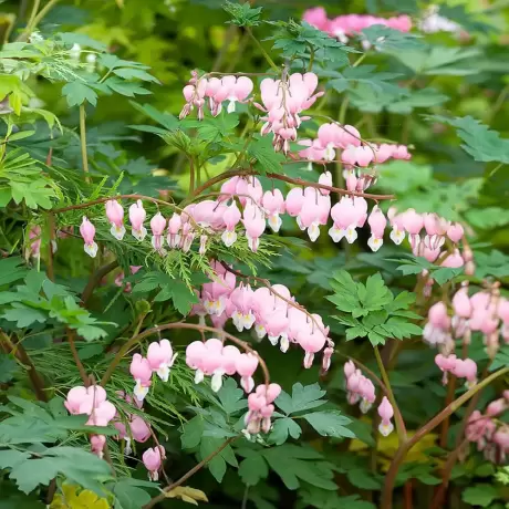Cerceii doamnei (Dicentra) Cupid