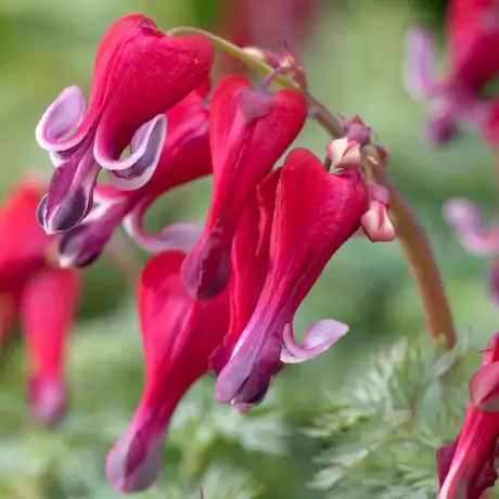 Cerceii doamnei (Dicentra) Fire Island