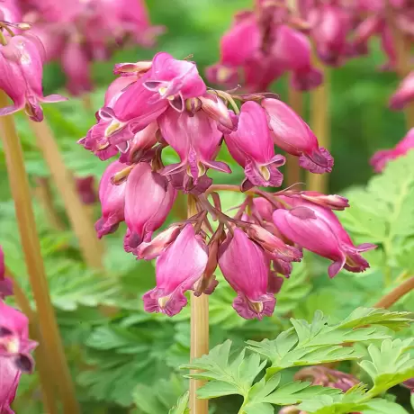 Cerceii Doamnei Luxuriant ( Dicentra)