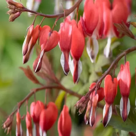 Cerceii Doamnei Ruby Gold ( Dicentra)