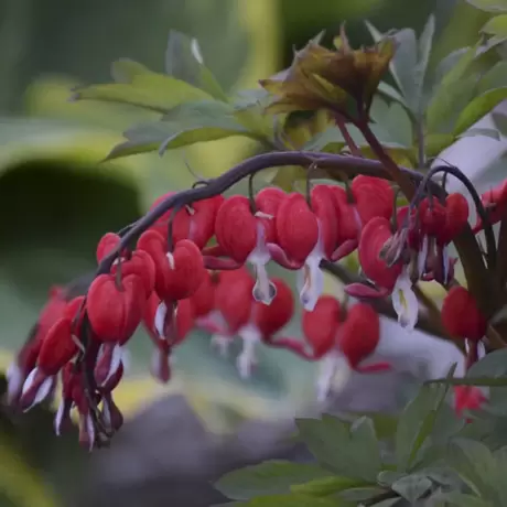 Cerceii doamnei (Dicentra) Valentine