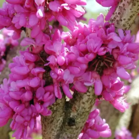 Cercis - Copacul lui Iuda la Ghiveci
