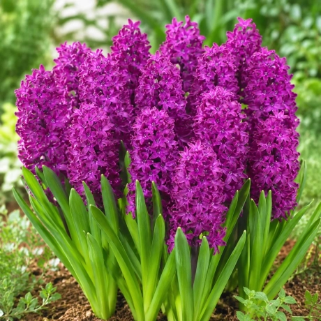 Bulbi de Zambile Violet Pearl