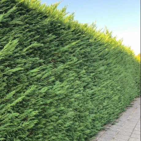 Chiparosul Leylandii – Cupressocyparis la Ghiveci