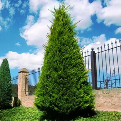 Chiparosul Leylandii – Cupressocyparis la Ghiveci