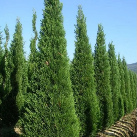 Chiparosul Leylandii – Cupressocyparis la Ghiveci