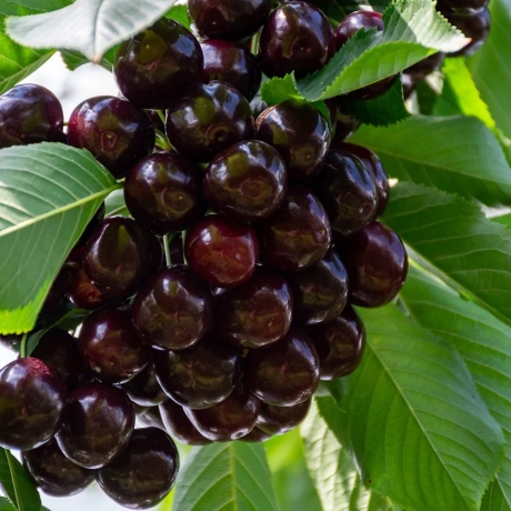 Cires Regina - Anul 3 Autofertil