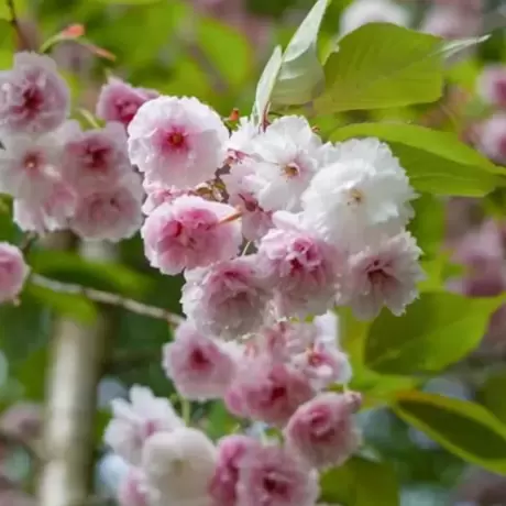 Cires Japonez Pitic tufa - Pink Perfection la Ghiveci