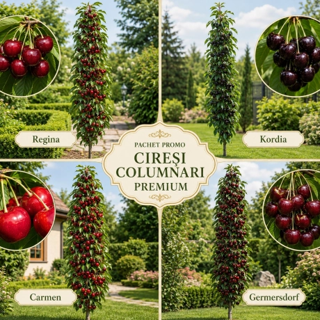 Pachet Promo - 4 Ciresi Columnari Premium