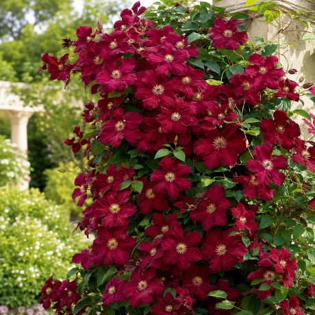 Clematis Niobe la Ghiveci