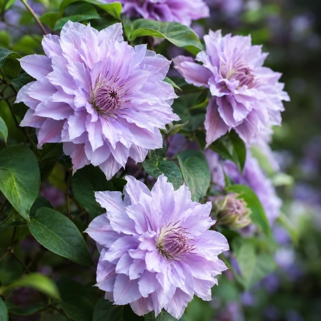 Clematis - Vyvyan Pannel la Ghiveci