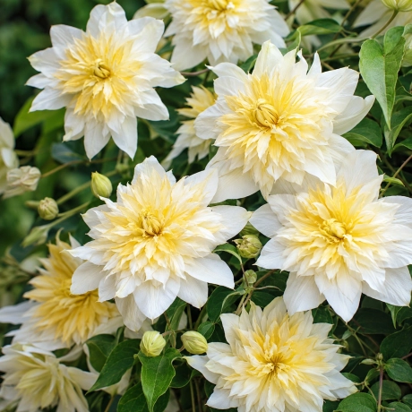 Clematis Golden Snow la Ghiveci
