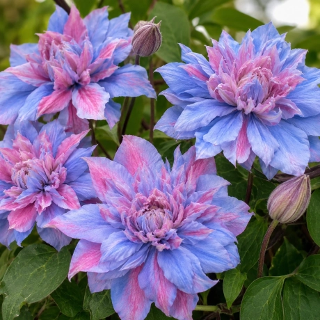 Clematis Bicolor Mary Blue Rose la Ghiveci