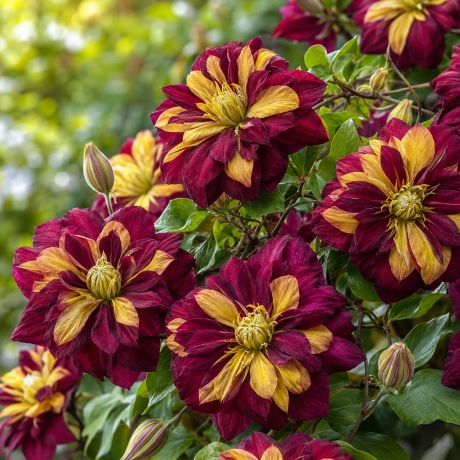 Clematis Burgundy Gold Royale la Ghiveci