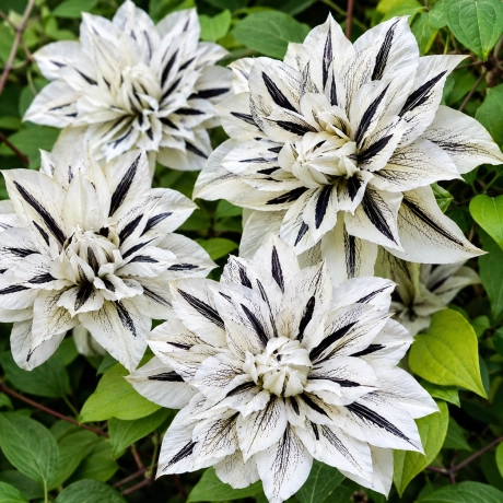 Clematis Black & White Elegance la Ghiveci