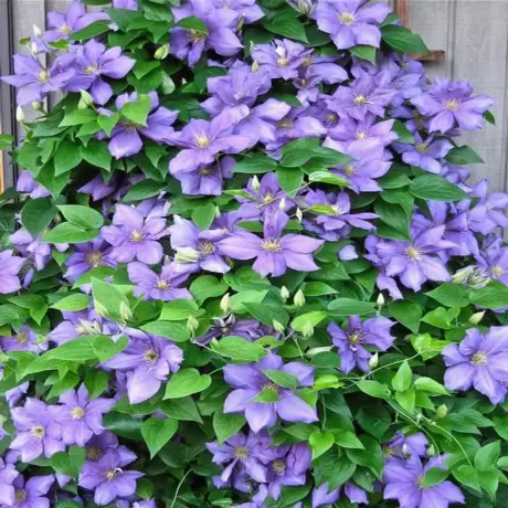 Clematis Blue Angel la Ghiveci