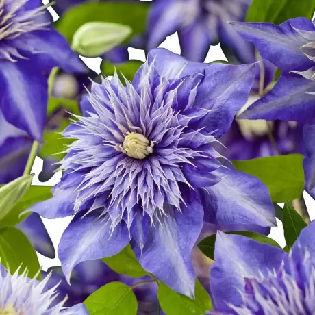 Clematis Crystal Fountain la Ghiveci