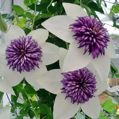 Clematis Florida Sieboldi la Ghiveci