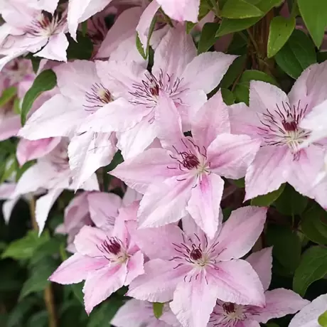Clematis Jan Paweł la Ghiveci