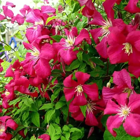 Clematis Madame Julia Correvon la Ghiveci