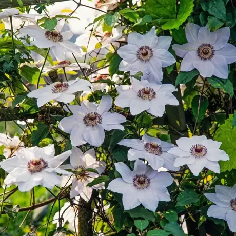 Clematis Miss Bateman la Ghiveci