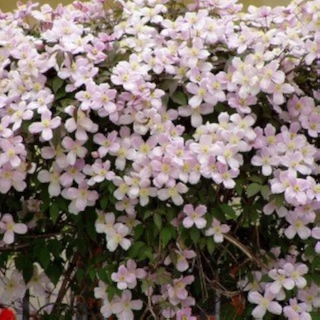 Clematis Montana Eizabeth la Ghiveci