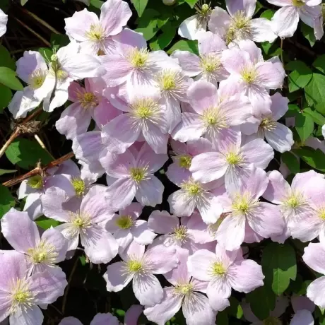 Clematis Montana Mubens la Ghiveci