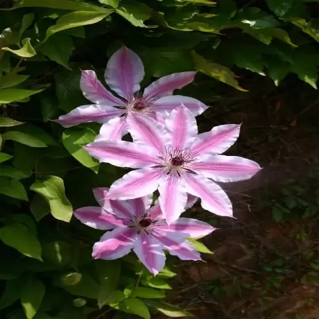 Clematis Mrs Thompson la Ghiveci