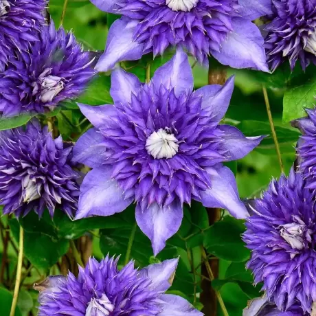 Clematis Multi Blue la Ghiveci